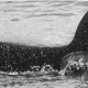The female adult orca with a calf that's...not hers.